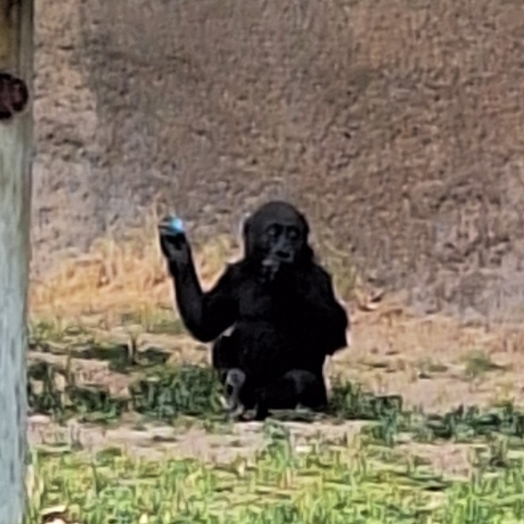Baby gorilla from the Albuquerque Zoo.